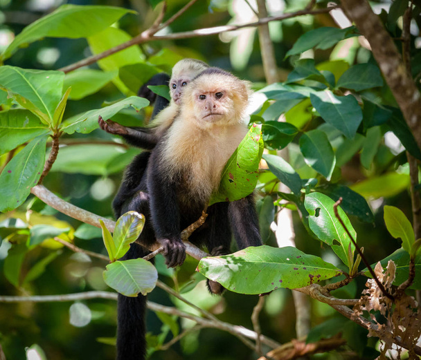 Capuchin aap moeder met baby - Foto, afbeelding