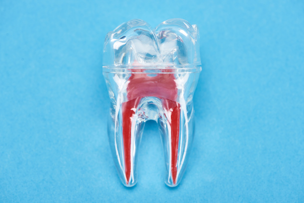 top view of silicone tooth model with red dental root isolated on blue  - Foto, afbeelding