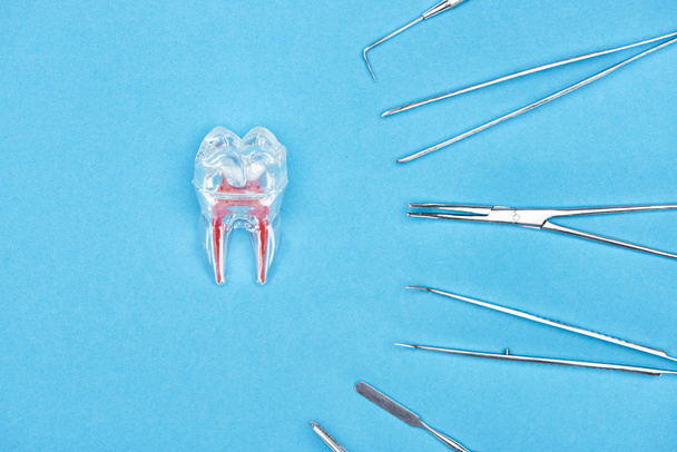 górny widok modelu zębów silikonowych z czerwonym korzeniem dentystycznym w pobliżu zestawu instrumentów dentystycznych izolowanych na niebiesko  - Zdjęcie, obraz
