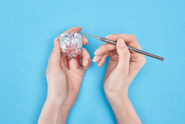 Ausgeschnittene Ansicht der Frau mit Zahnwerkzeug in der Nähe des Zahnmodells mit roter Zahnwurzel isoliert auf blauem Hintergrund  - Foto, Bild