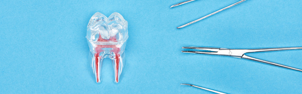 plano panorámico del modelo de diente de silicona con raíz dental roja cerca del conjunto de instrumentos dentales aislados en azul
  - Foto, Imagen