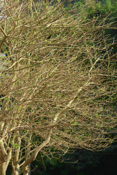  doğa açık hong kong ağaç dalları - Fotoğraf, Görsel