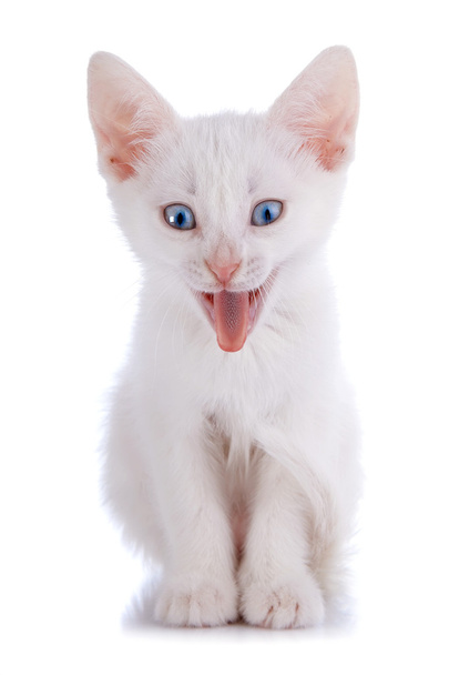 ten zeerste verbaasd witte kitten met blauwe ogen. - Foto, afbeelding