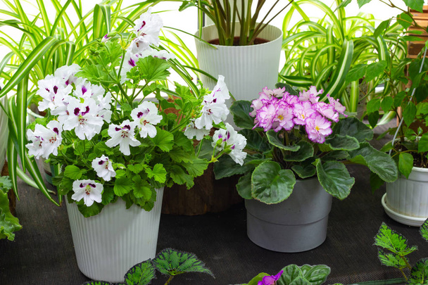 plantas interiores decorativas e floridas no peitoril da janela plantas verdes e flores interiores
 - Foto, Imagem