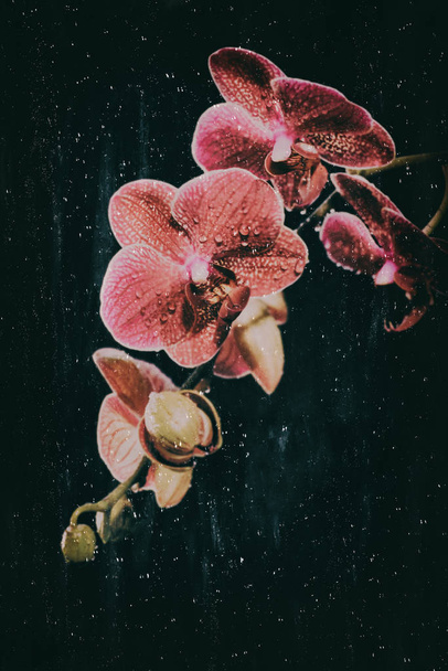 Beautiful red orchid on black - Fotó, kép