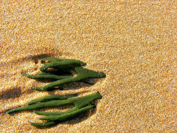 Vihreä levä hiekan alla
 - Valokuva, kuva