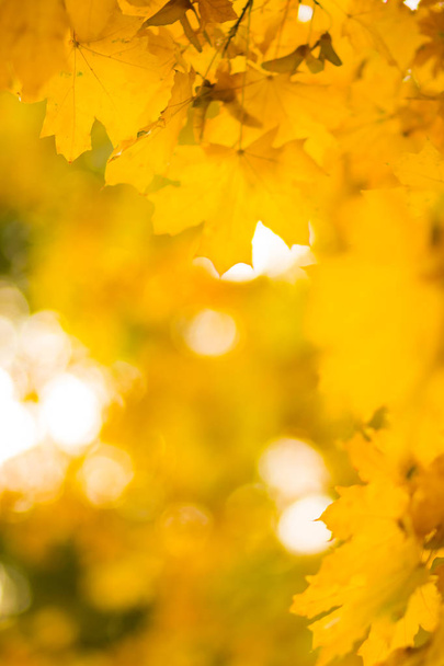 Yellow leaves on a tree. Yellow maple leaves on a blurred background. Golden leaves in autumn park. Copy space - Fotoğraf, Görsel