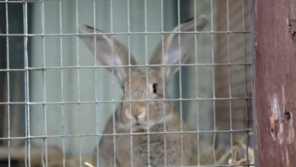 Rabbit  in metal cage. Courtyard, yard economy, farm, animal husbandry, agriculture - Footage, Video