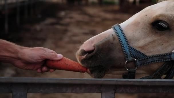 Ο άνθρωπος ταΐζει χοίρο άλογο. Άλογα που τρώνε στο αγρόκτημα πίσω από το φράχτη. Αυλή, οικονομία στην αυλή, αγρόκτημα, κτηνοτροφία, γεωργία, εκτροφή αλόγων - Πλάνα, βίντεο