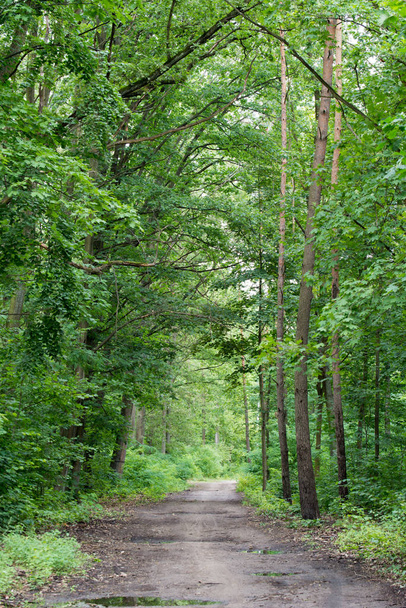 venkovské silnici v lese v létě  - Fotografie, Obrázek