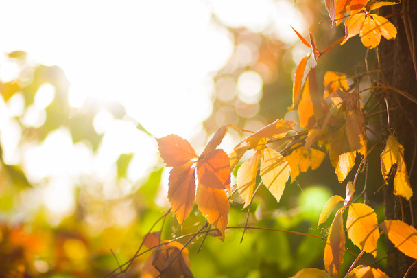 Colorful leaves of wild grapes on a blurred background. Autumn colored leaves in the sun. Background of yellow leaves. Copy space - Fotó, kép
