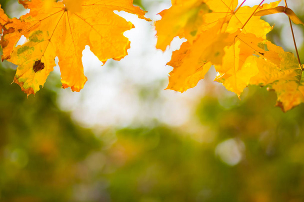 Yellow maple leaves on a blurred background. Yellow leaves on a tree. Golden leaves in autumn park. Copy space - Fotó, kép