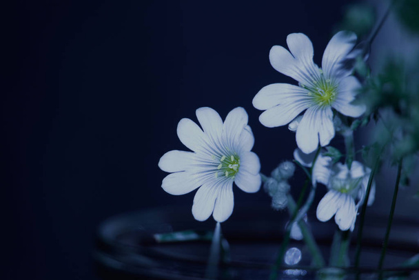 Λευκά λουλούδια σε σκοτεινό φόντο. Ευχετήρια κάρτα - Φωτογραφία, εικόνα