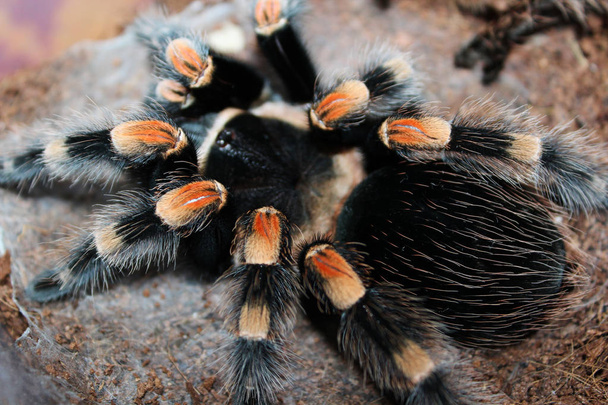 Close view of Mexican red knee tarantula spider Brahipelma Smithi on coconut substrate shortly after molting - Photo, Image