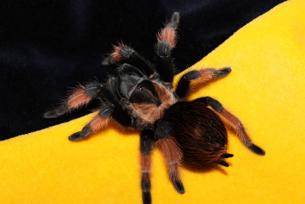 Kleurrijke Tarantula Spider Brahipelma Emilia op een weelderige donker gele achtergrond - Foto, afbeelding