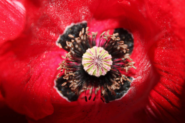 Macro photo of the centre of a poppy flower blooming on a bright sunny day - Photo, Image