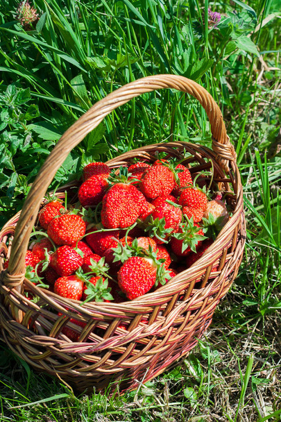 fresh strawberries in a wicker basket. harvest - Fotografie, Obrázek