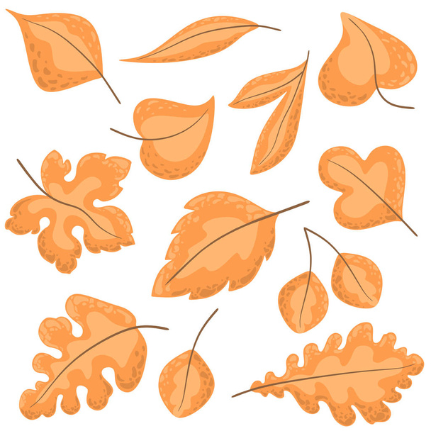 Otoño conjunto de hojas en estilo de dibujos animados. Aislamientos vectoriales sobre fondo blanco
. - Vector, Imagen