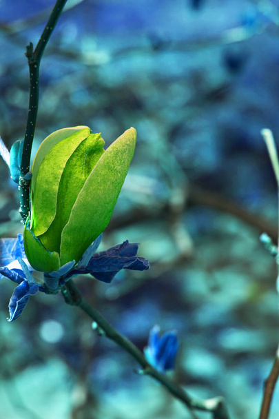 Квітуча гілка магнолії на дереві в саду
.  - Фото, зображення
