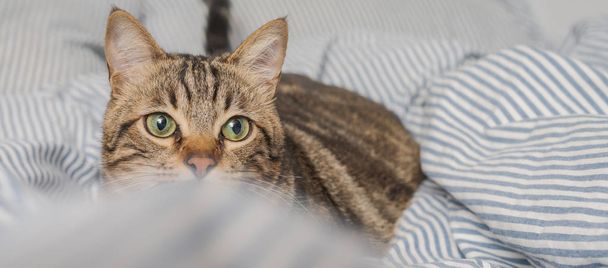 Beautiful short hair cat lying on the bed at home - Photo, Image