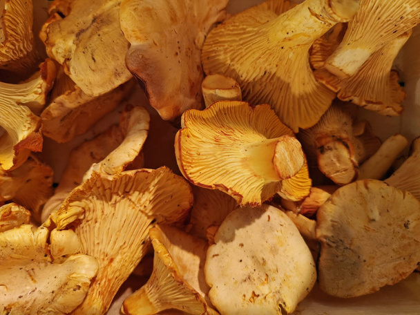 крупным планом грибов шантерель, фоном свежеочищенных вкусных грибов, видом сверху
 - Фото, изображение