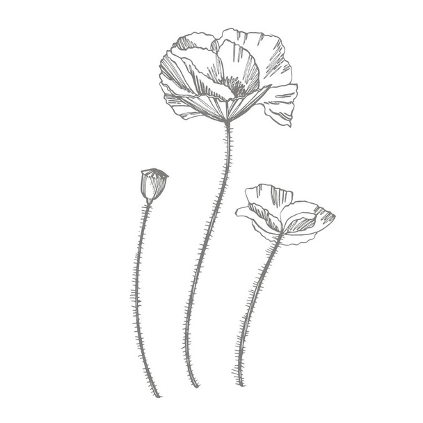 Poppy flowers. Botanical plant illustration. Vintage medicinal herbs sketch set of ink hand drawn medical herbs and plants sketch. - Zdjęcie, obraz