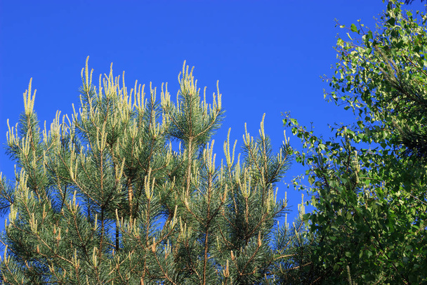 Gałęzie iglastych na błękitne niebo w lecie - Zdjęcie, obraz