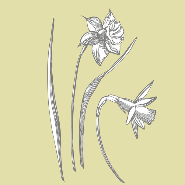 Daffodil or Narcissus flower drawings. Collection of hand drawn black and white daffodil. Hand Drawn Botanical Illustrations. - Photo, image