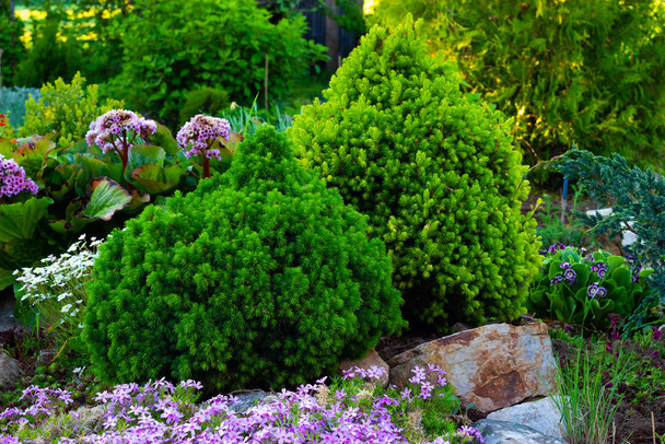 植物園の景観デザインのスプルース、常緑スプルース. - 写真・画像