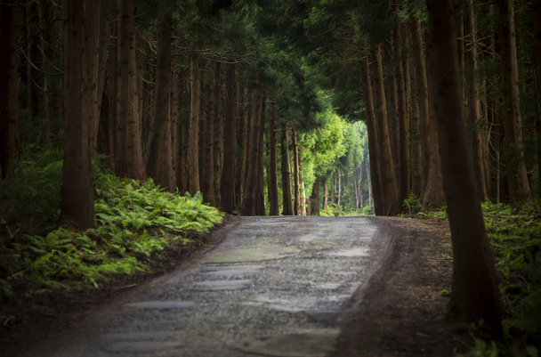 Sentiero nel mezzo di una foresta. Isole Azzorre Portogallo
. - Foto, immagini