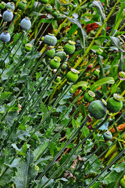 Зеленые маковые головы в конце лета
 - Фото, изображение