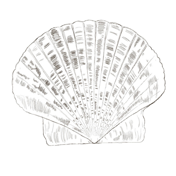 Seashell scallop isolated on white.  - Vector, afbeelding