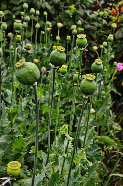 Cabezas de amapola verde a finales del verano
 - Foto, imagen