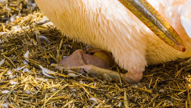 closeup of rosy pelican sitting on its eggs during bird breeding season, tropical bird specie from Eurasia, typical bird behavior - Photo, Image