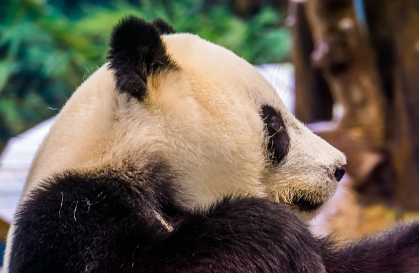 closeup of the face of a giant panda bear from the side, Vulnerable animal specie from Asia - Photo, Image