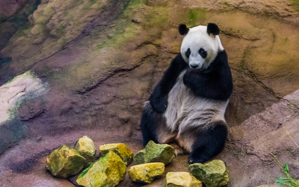 zbliżenie gigantycznego niedźwiedzia Panda siedzi przed skałą, wrażliwe specie zwierząt z Azji - Zdjęcie, obraz