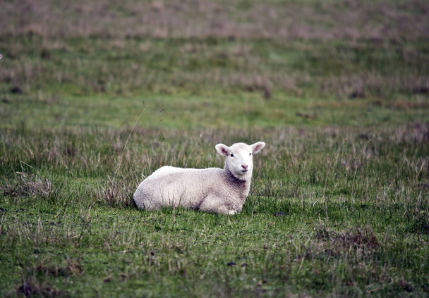l'agnello riposa
 - Foto, immagini