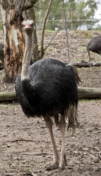 the ostrich is native to Africa - Fotoğraf, Görsel