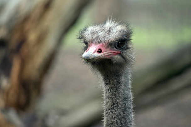 the ostrich is native to Africa - Fotoğraf, Görsel