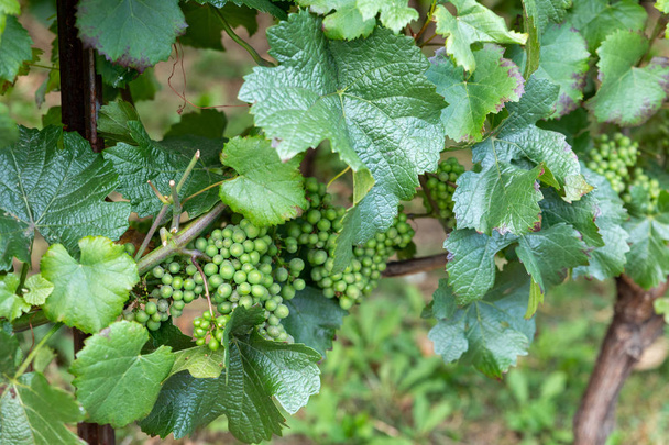 borszőlő a szőlőn - Fotó, kép