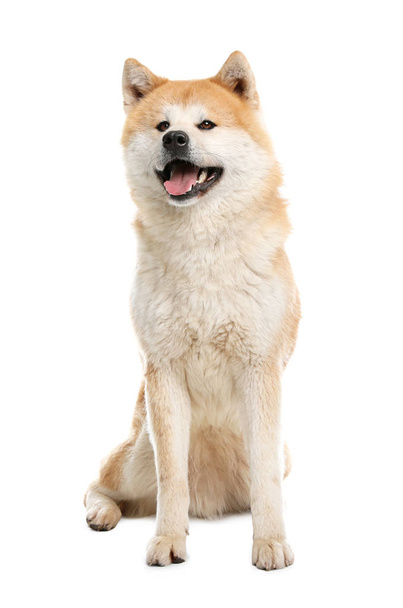 Cute Akita Inu dog isolated on white - Photo, Image