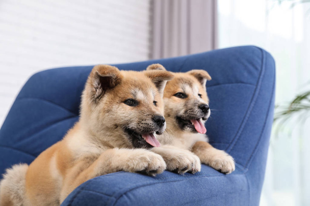 Adorable Akita Inu puppies in armchair at home - Photo, image