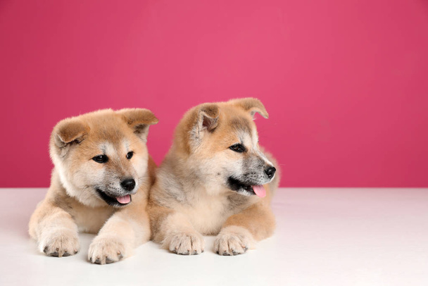 Adorable Akita Inu puppies on pink background, space for text - Photo, Image