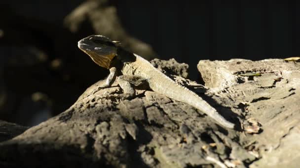 Eastern Water Dragon outside in nature during the day. - Footage, Video