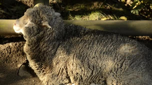 Australische schapen op de boerderij gedurende de dag tijd. - Video