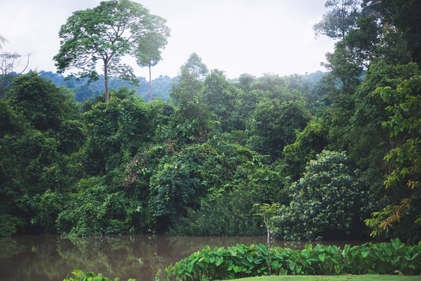 Сільський ландшафт. Ліс в тропіках під час сезону дощів. Тропічна Азія в Таїланді  - Фото, зображення