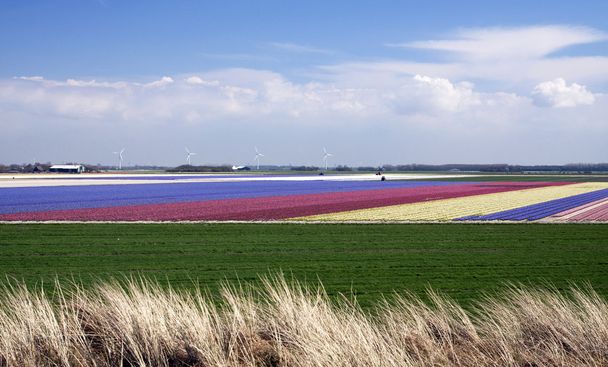 renkli Hollandalı sümbül alanları - Fotoğraf, Görsel