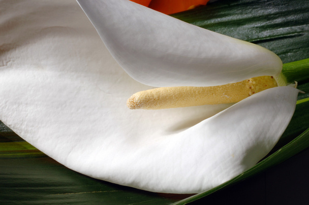 Calla lily bloem - Foto, afbeelding