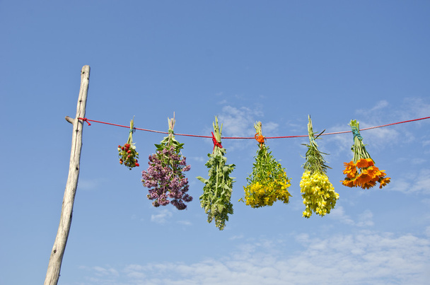various medical herb flowers bunches on string and sky - Photo, Image
