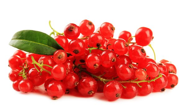 Red currant isolated on white - 写真・画像